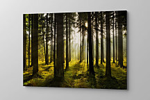 Obraz Slnko medzi stromami 1574